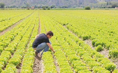 agricoltura
