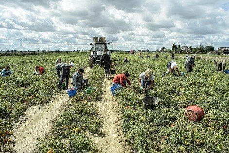 Marchetti: Nei campi chi ha il reddito di cittadinanza Marchetti: Nei campi chi ha il reddito di cittadinanza. Il Capogruppo di Forza Italia in Consiglio regionale Maurizio Marchetti: "La raccolta di frutta e verdura la facciano i 31.876 toscani pagati per stare a casa. Nell