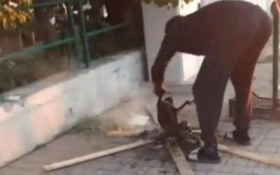 Gatto ucciso e cucinato